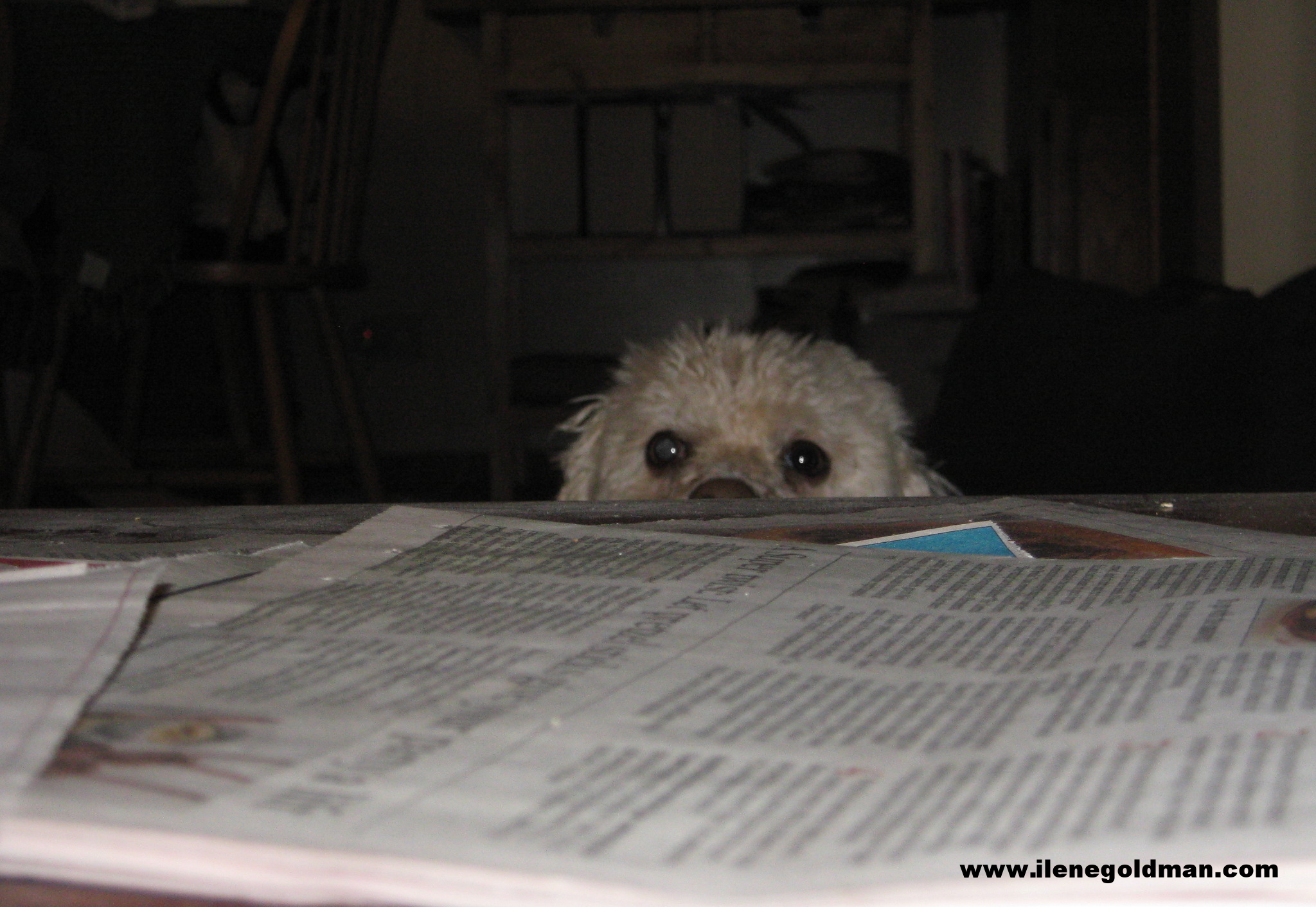 Benji sending me telepathic messages across the coffee table.