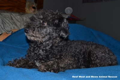 Fable's picture from the rescue's Facebook page