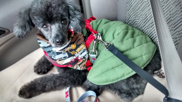 Duncan after his first grooming. Even the groomer was taken aback by the change.