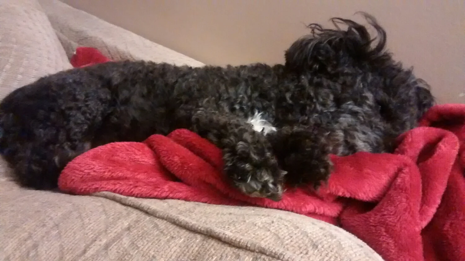 Duncan, dreaming