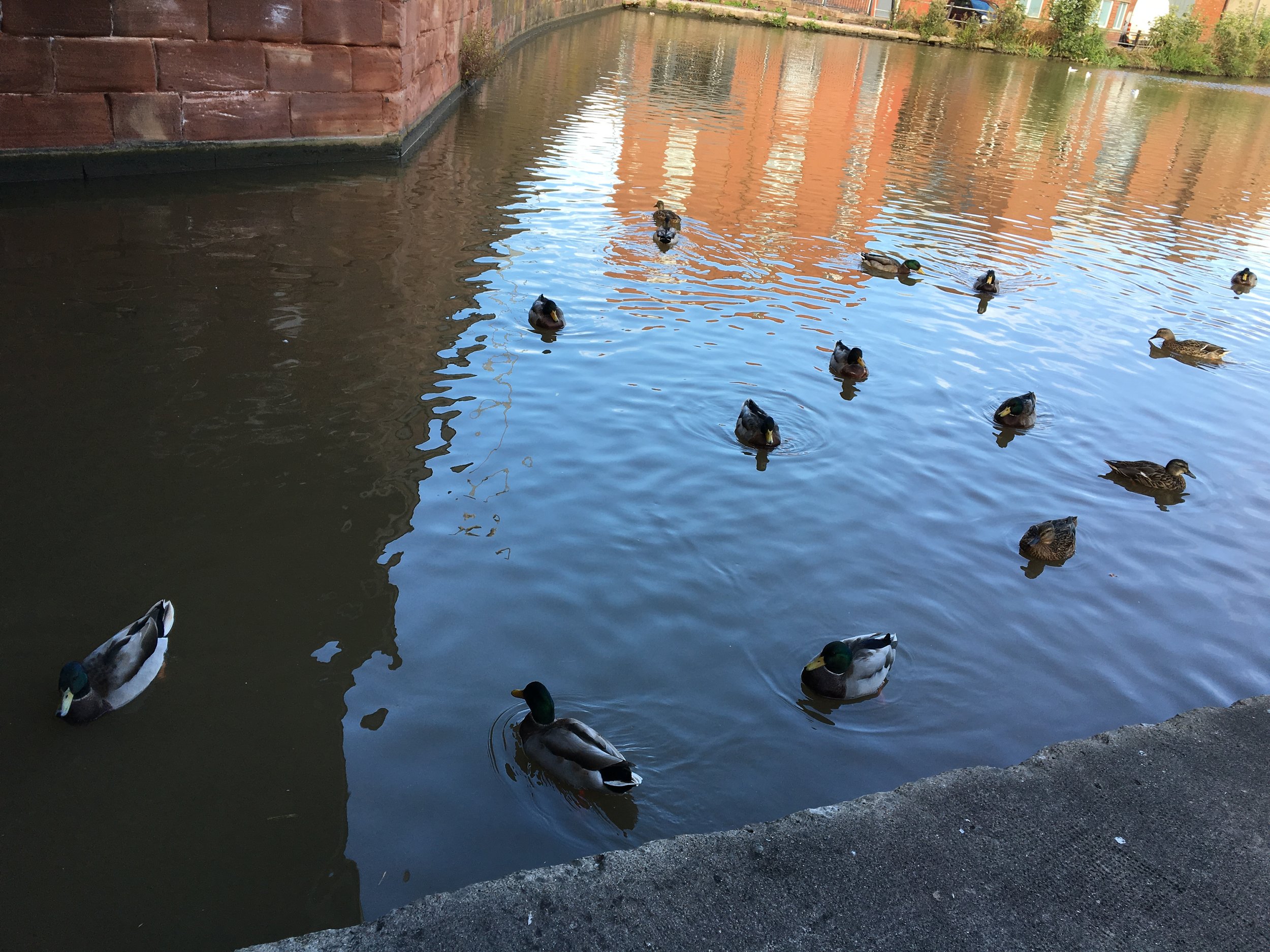 Mallards in the Chester canal. Whenever someone stopped near the canal edge and took out their phone, the ducks rushed over en masse.
