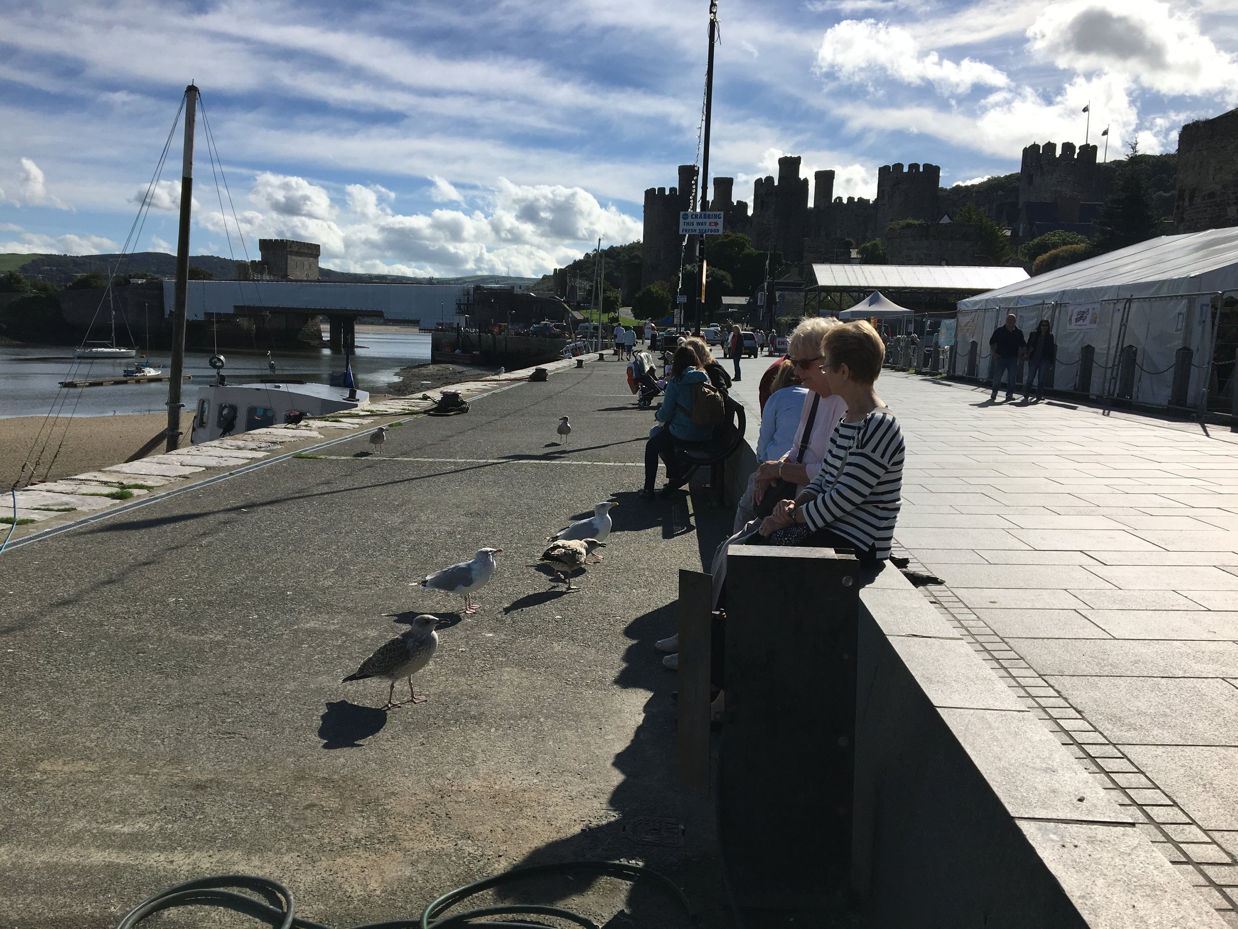 the begging seagulls of Conwy