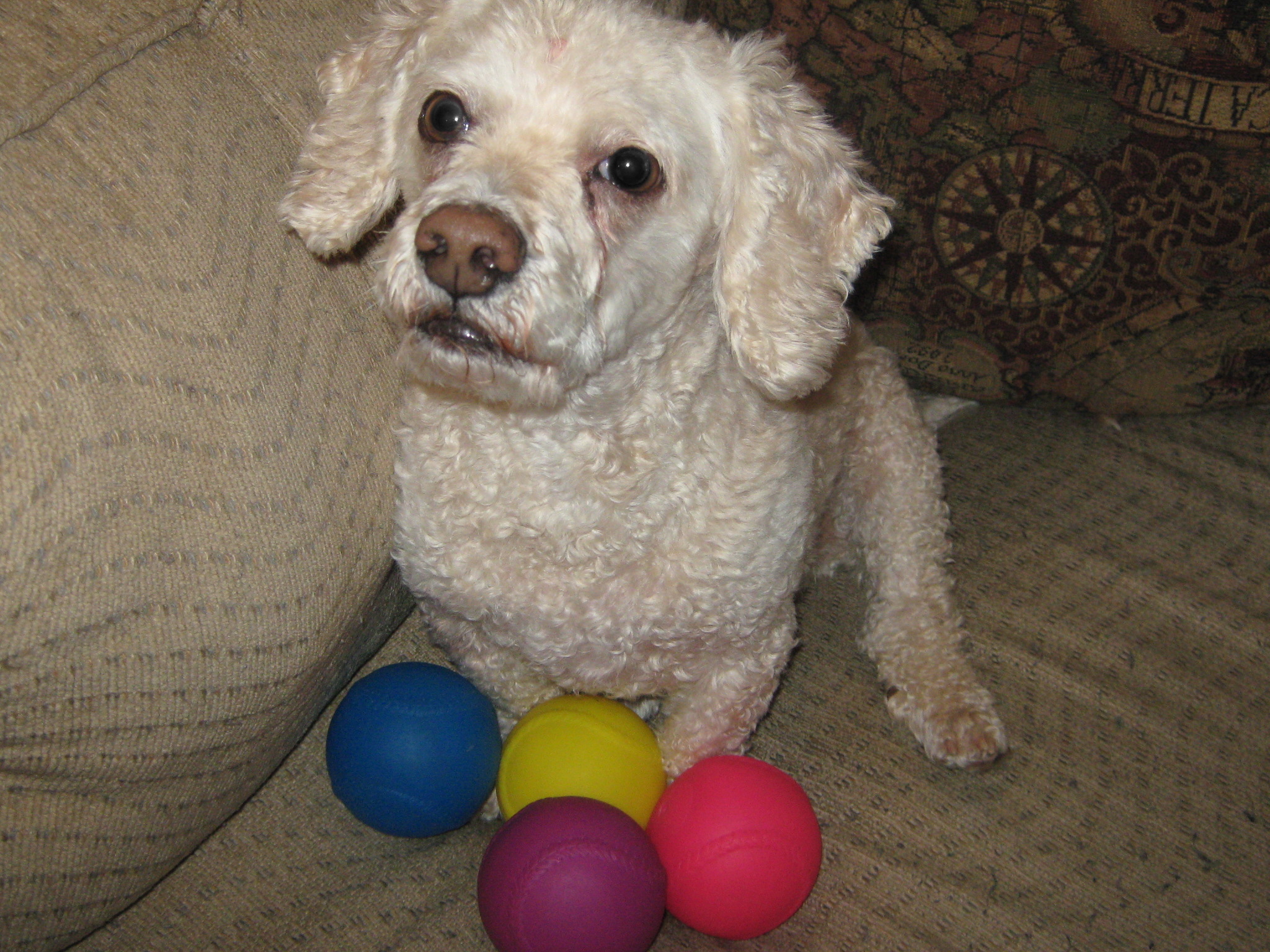 How I remember Benji: surrounded by his favorite toys.