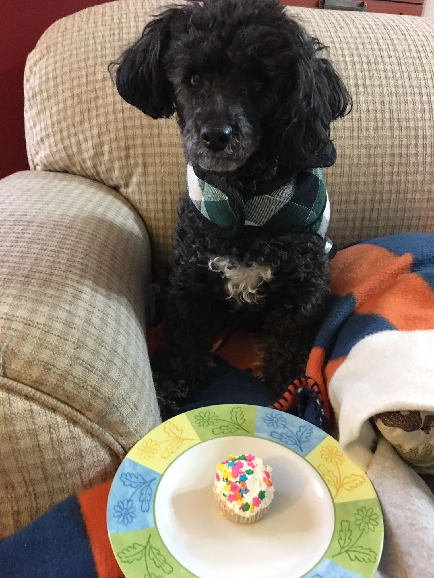 Duncan wasn't sure what to make of his celebratory "pup-cake."
