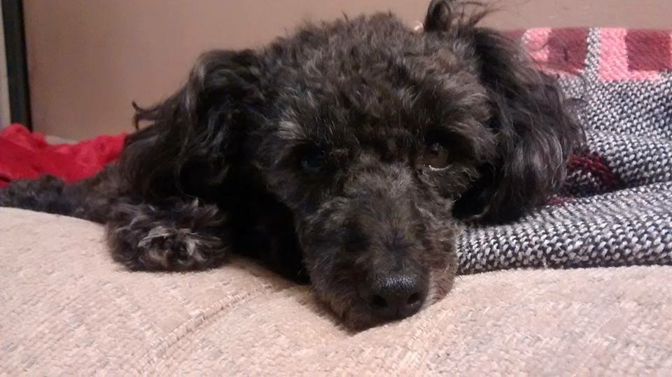 the begging face