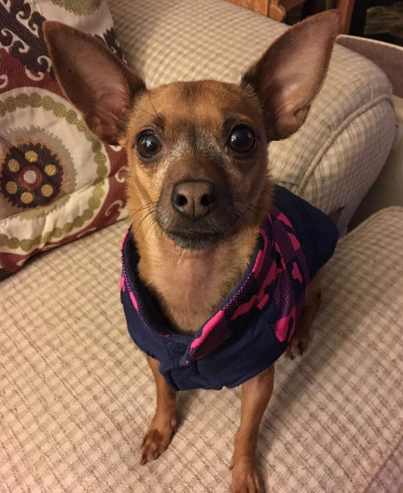 Miss Penny. She was found as a stray in Texas and brought to a rescue up here.
