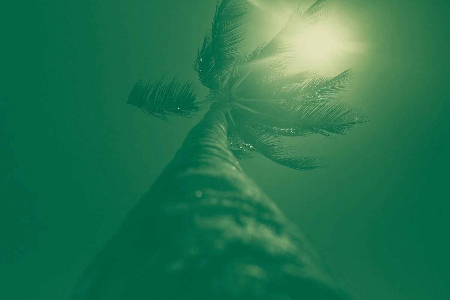 Dominican Green-5.jpg