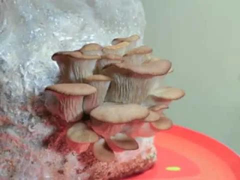 hantana-phoenix-oyster-mushroom-kit-in-full-flush__79649.1376841006.1280.1280.jpg