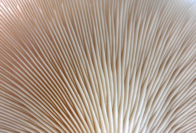 6440710981_5f99980bb2_z.jpg