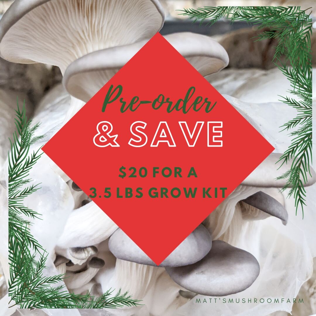 What to do on #Christmas holiday with your love ones? 🎅Grow #oystermushroom together!
Our special Holiday #growkits are now #available for pre-ordering and will be ready to send out on Dec 17th.

🥳Visit our product page and reserve the fun today!