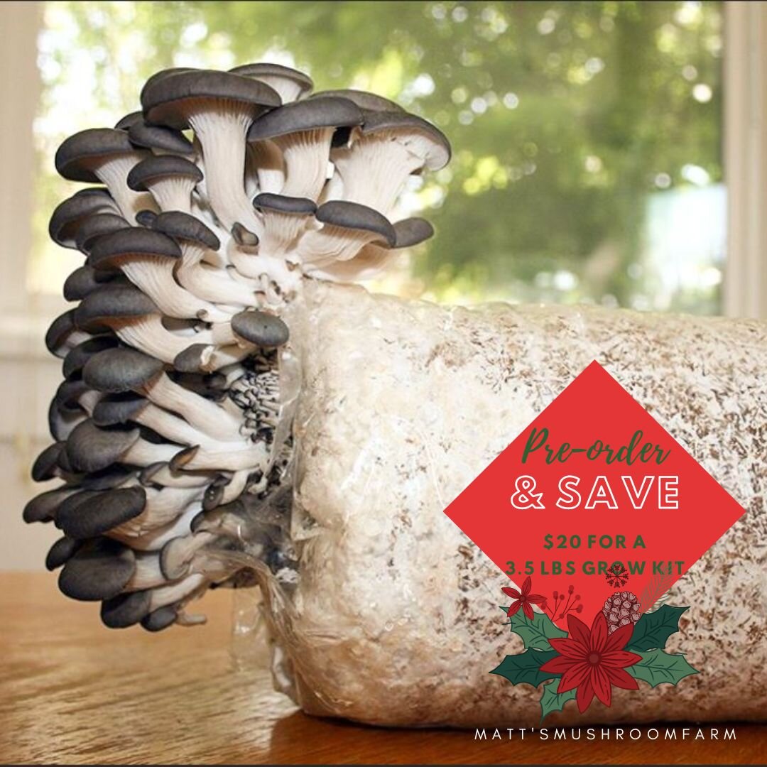 Pre-order a Black Magic Bag for your🎅 #Christmas #holiday! Now you only pay:
🍄$20 for a 3.5 lbs-grow kit
🍄Buy 1 get 1 half off

📌Pre-order now and receive the grow kit by Dec 17th: https://www.mattsmushroomfarm.com/products/wjtqtqjbyf01jrwc6zn7mn