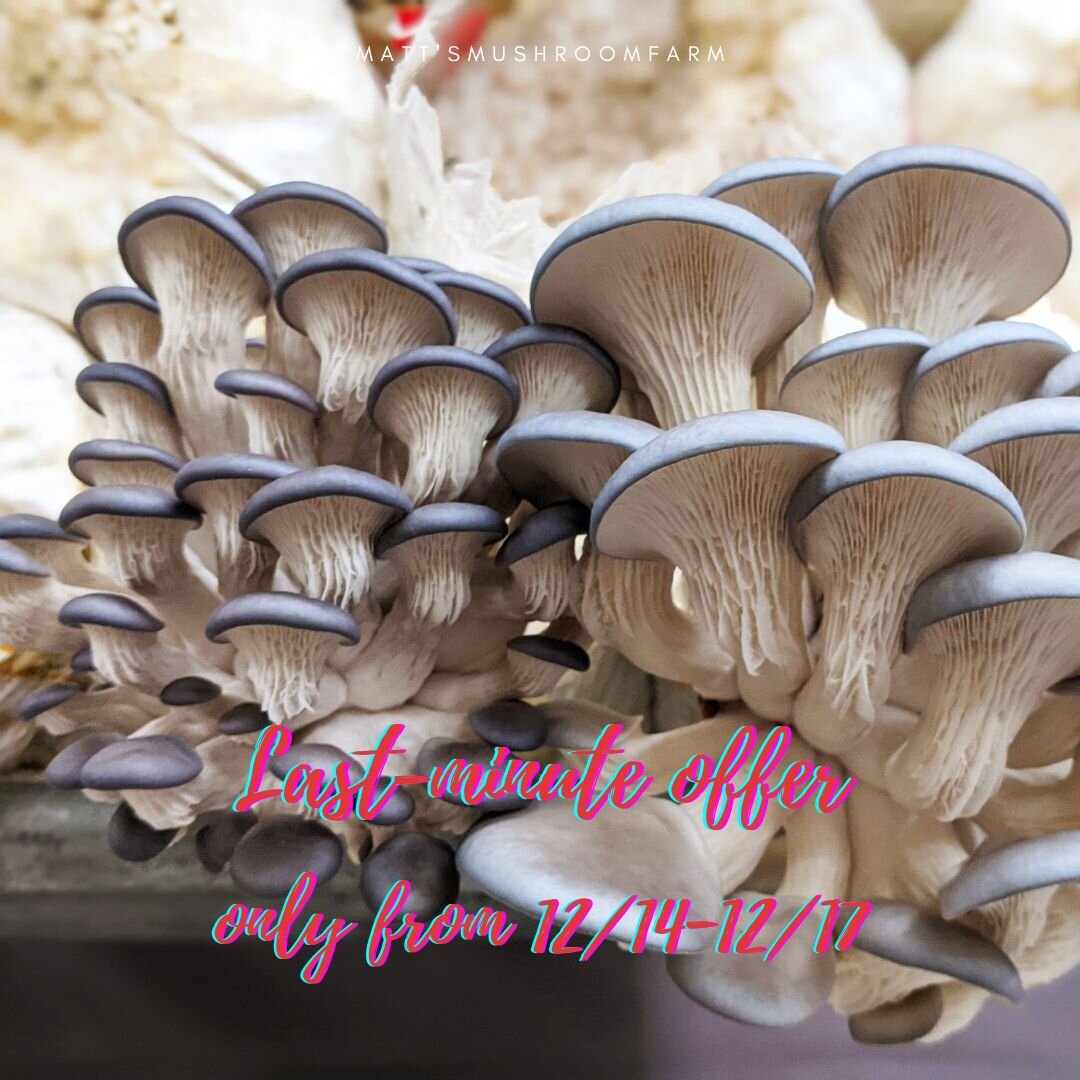 🍄Only ONE day left to purchase the Black Magic #growkit at $20 per 3.5 lbs, PLUS extra discount and 1oz of available dried mushroom🍄

Order now to enjoy your first patch of mushroom by Christmas: https://www.mattsmushroomfarm.com/products/wjtqtqjby