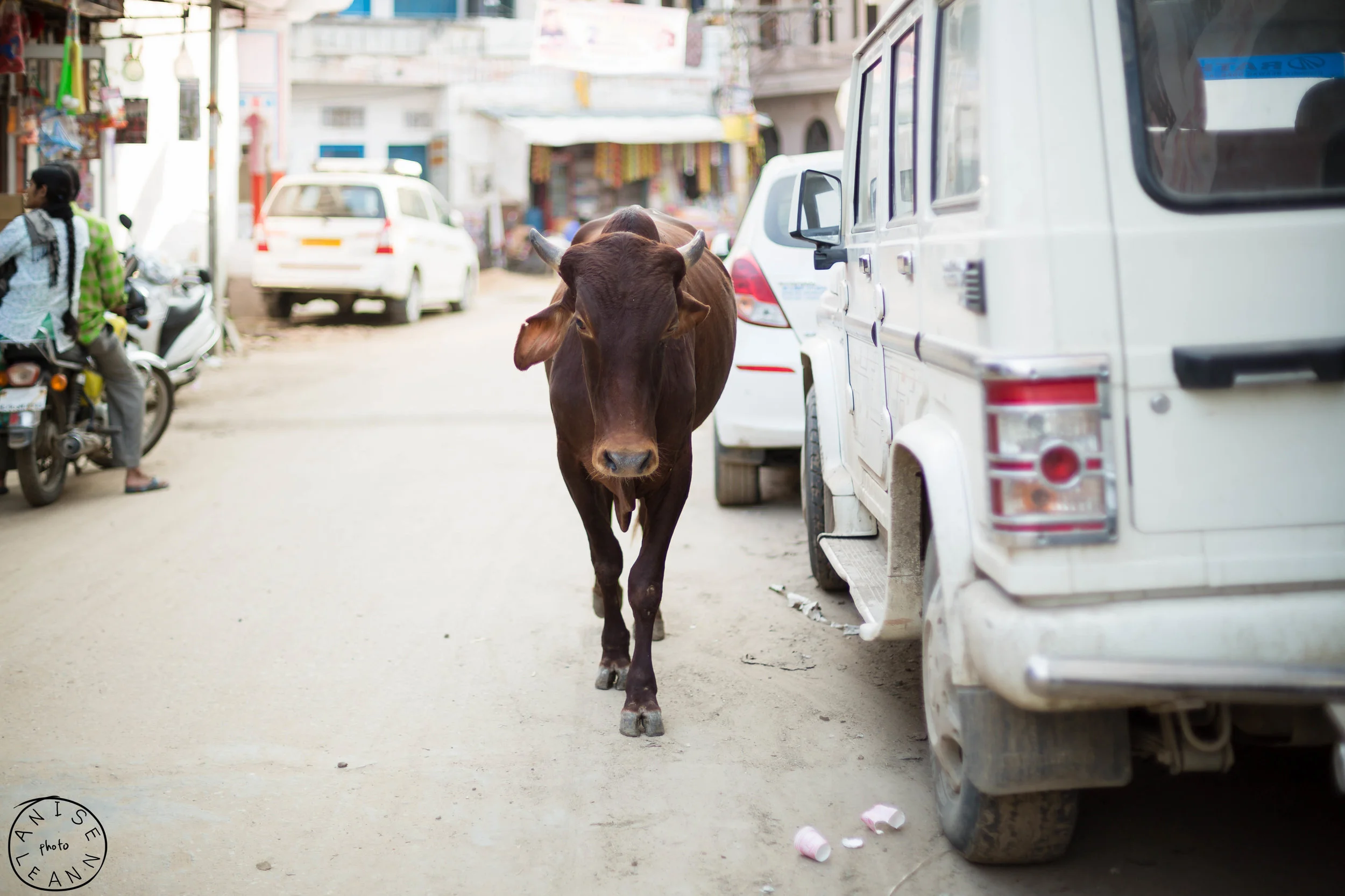Cows, Cows everywhere :) 