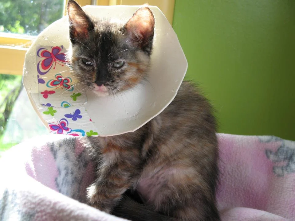 jellybean.jpg