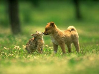 cats-and-dogs.jpg