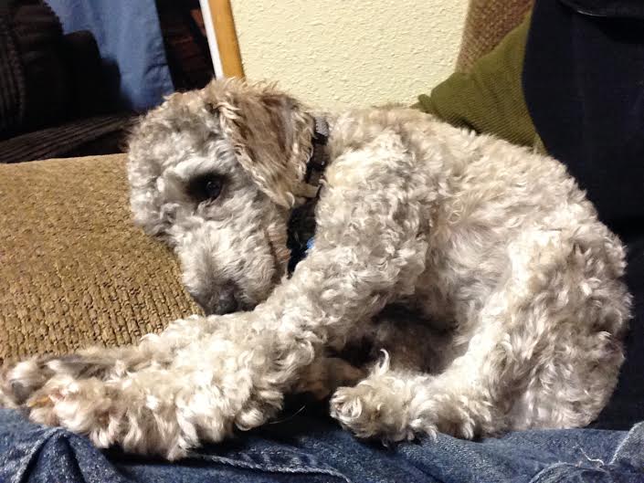 Cyrus (formerly O'Henry)