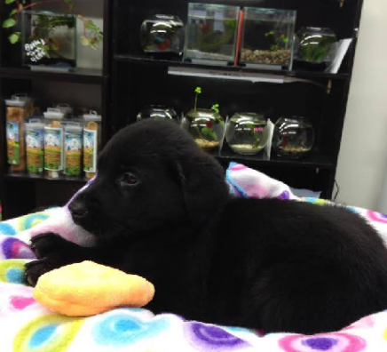 lab pups.png