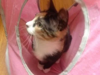 Snickerdoodle