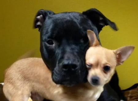 Pluto (again) (the little guy)
