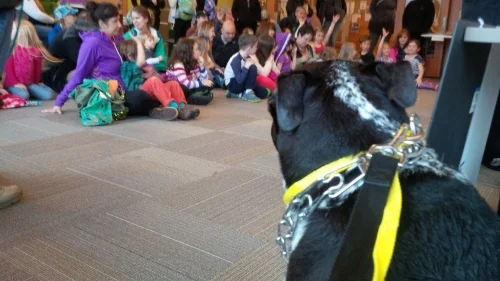 Yoda waits patiently to demonstrate the Yellow Leash Project. A yellow leash or ribbon on a dog in public means the owner does not want you to approach their dog. The dog could be aggressive, in training or ill.