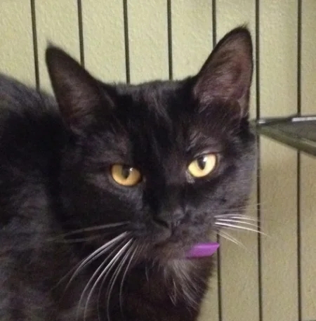 Licorice