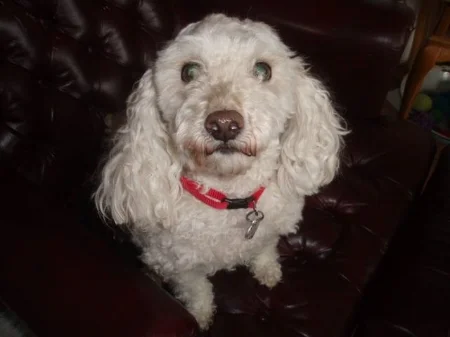 Casper