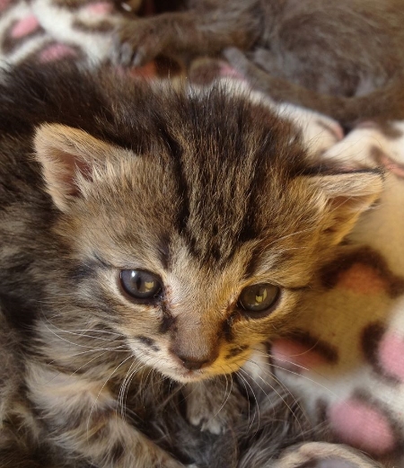 One of Henry's Kittens -  May 28th