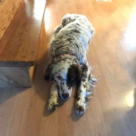 Hank - NOT UP FOR ADOPTION YET