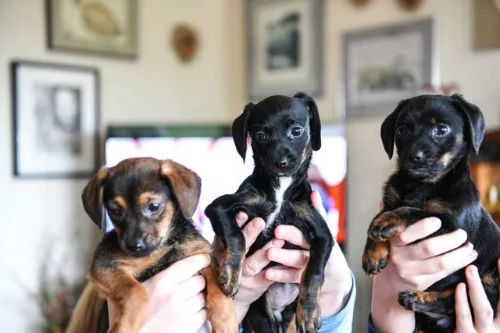 doxies-front.jpg