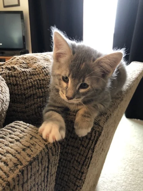 Mysha is a female kitten