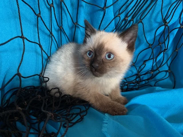 Nettie is a female kitten