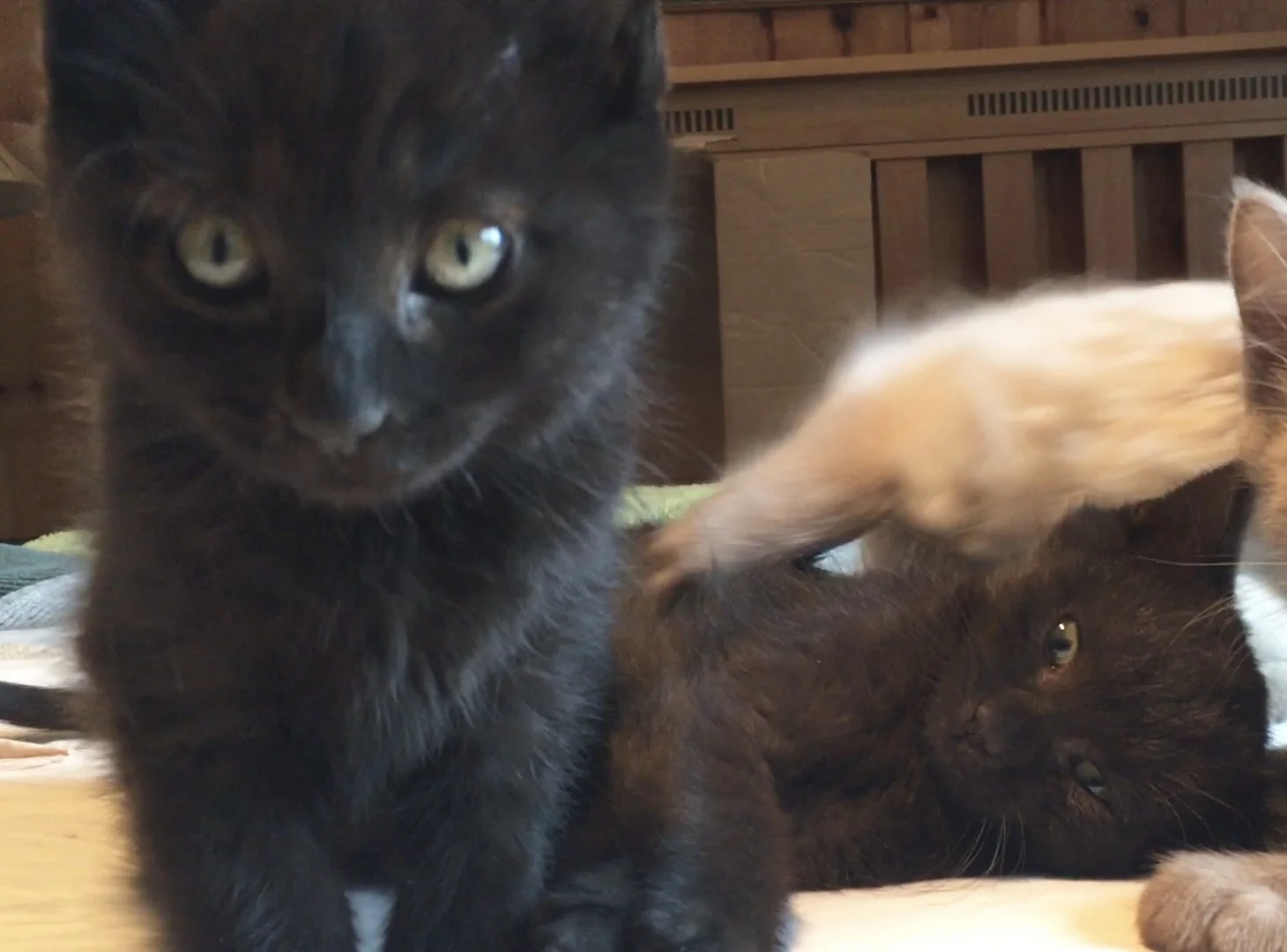 King and Coho are male kittens