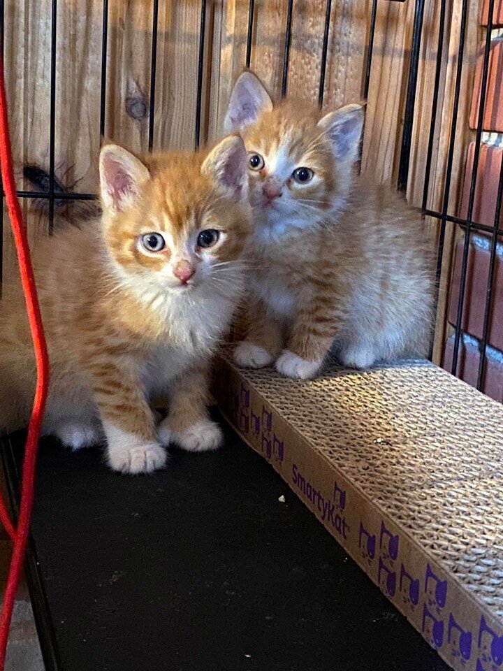 Cosmos (right) with brother Rhody (left)