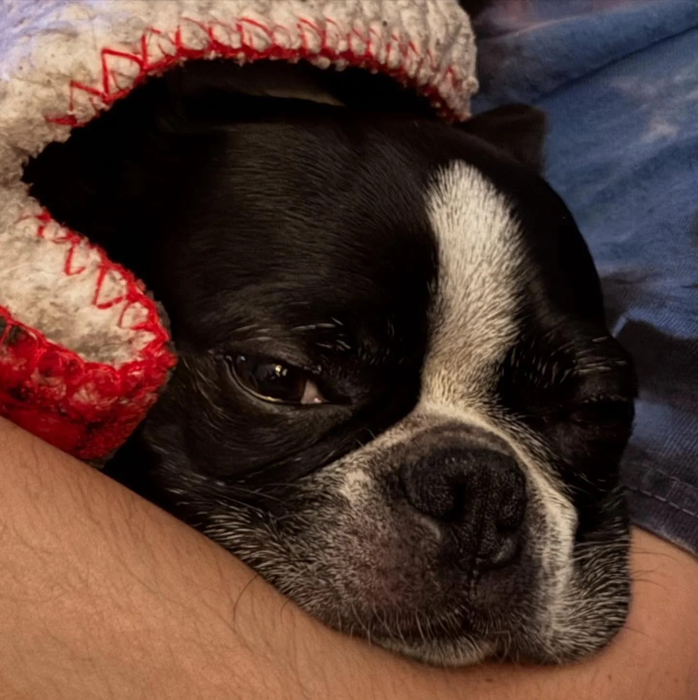 Hodu has some of his best sleep with his face squished in the crook of his mom&rsquo;s elbow.