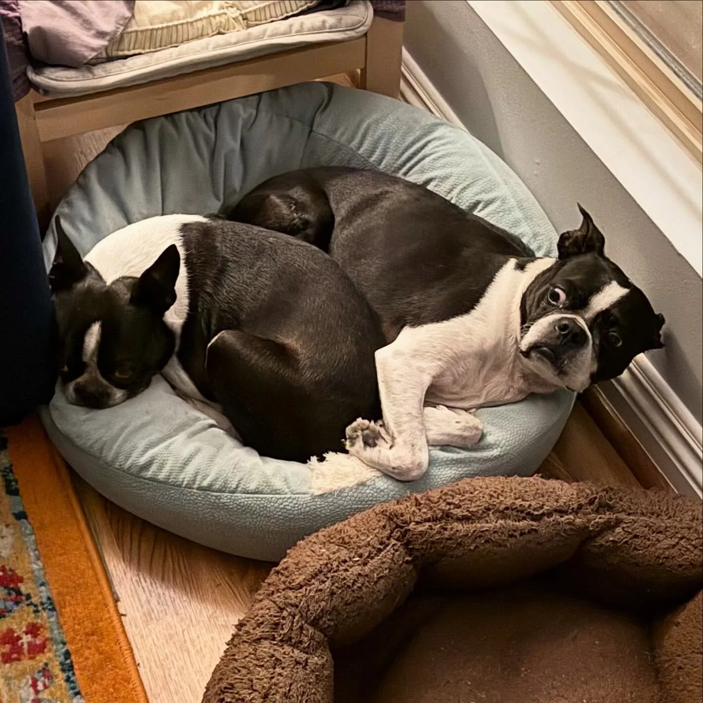 Tandy reacting to Hodu squeezing onto the same dog bed as him instead of the empty dog bed next to him.