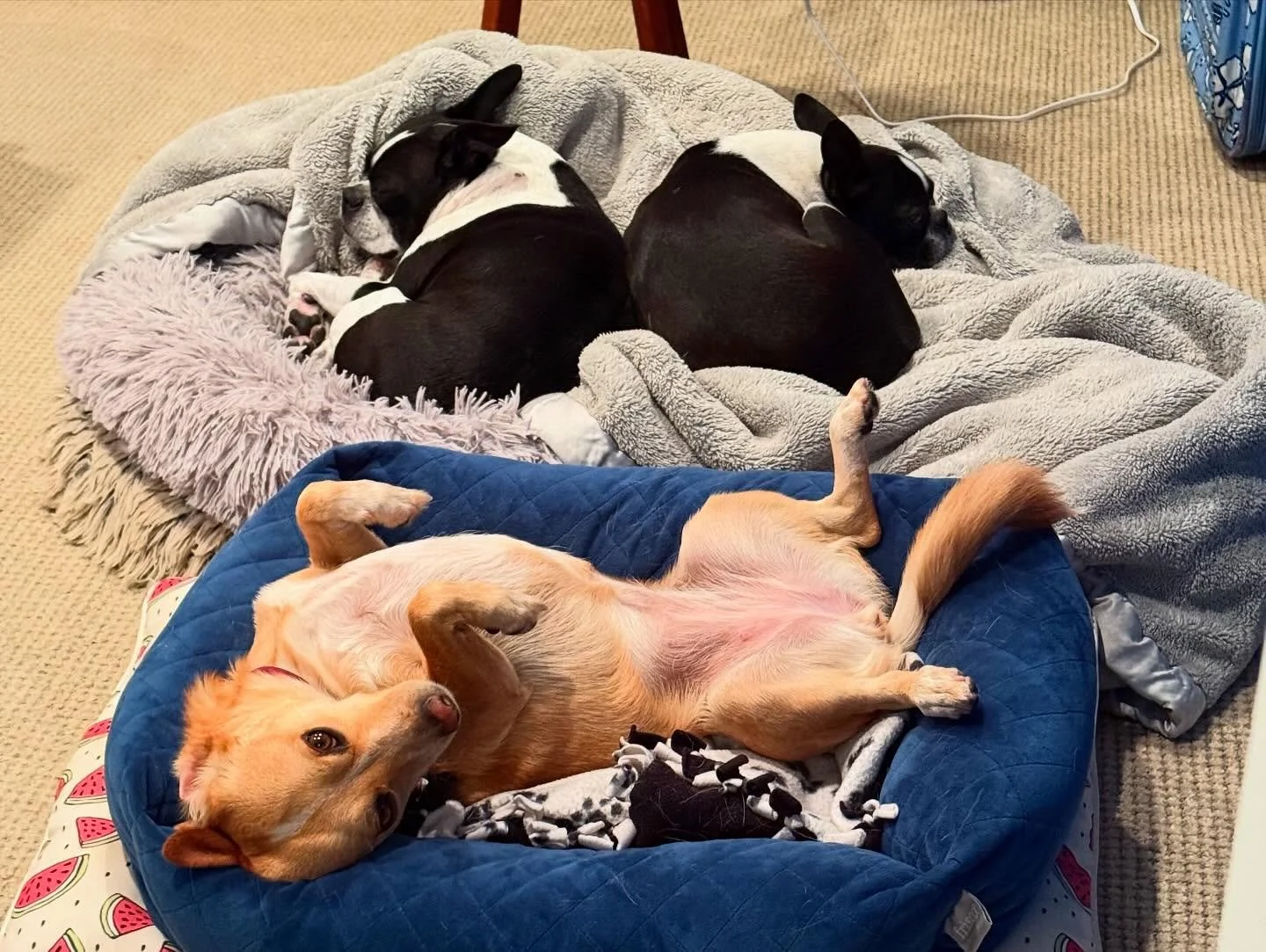 An afternoon of napping for the boys and their friend Billie who&rsquo;s staying with us this week.