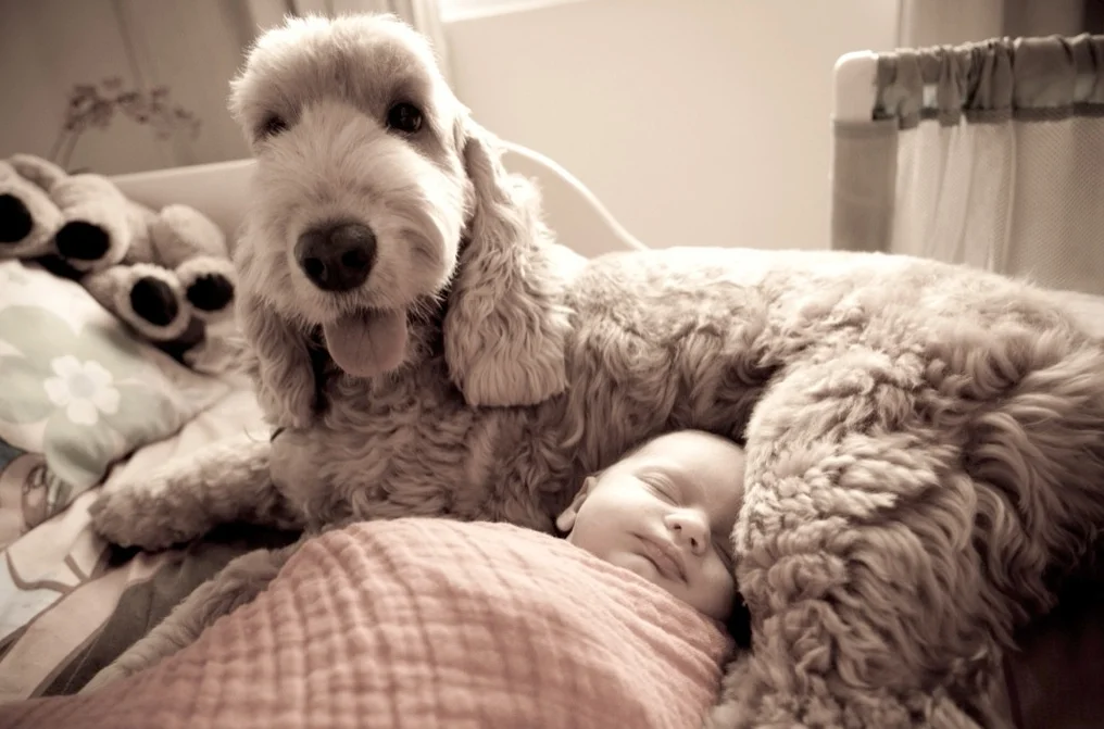 baby with dog Newborn photoshoot Bokelicious Photography