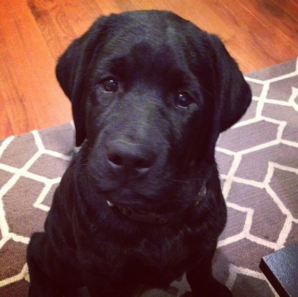 @laurenelizhook: Meet Molly. She belongs to our hosts, but I would claim her in a heartbeat! She sneaks into our apartment a couple times each day :) #sweetspots