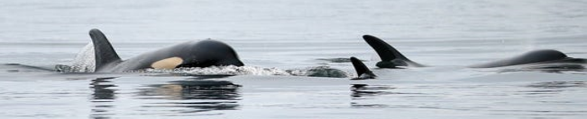 orca_pod.png