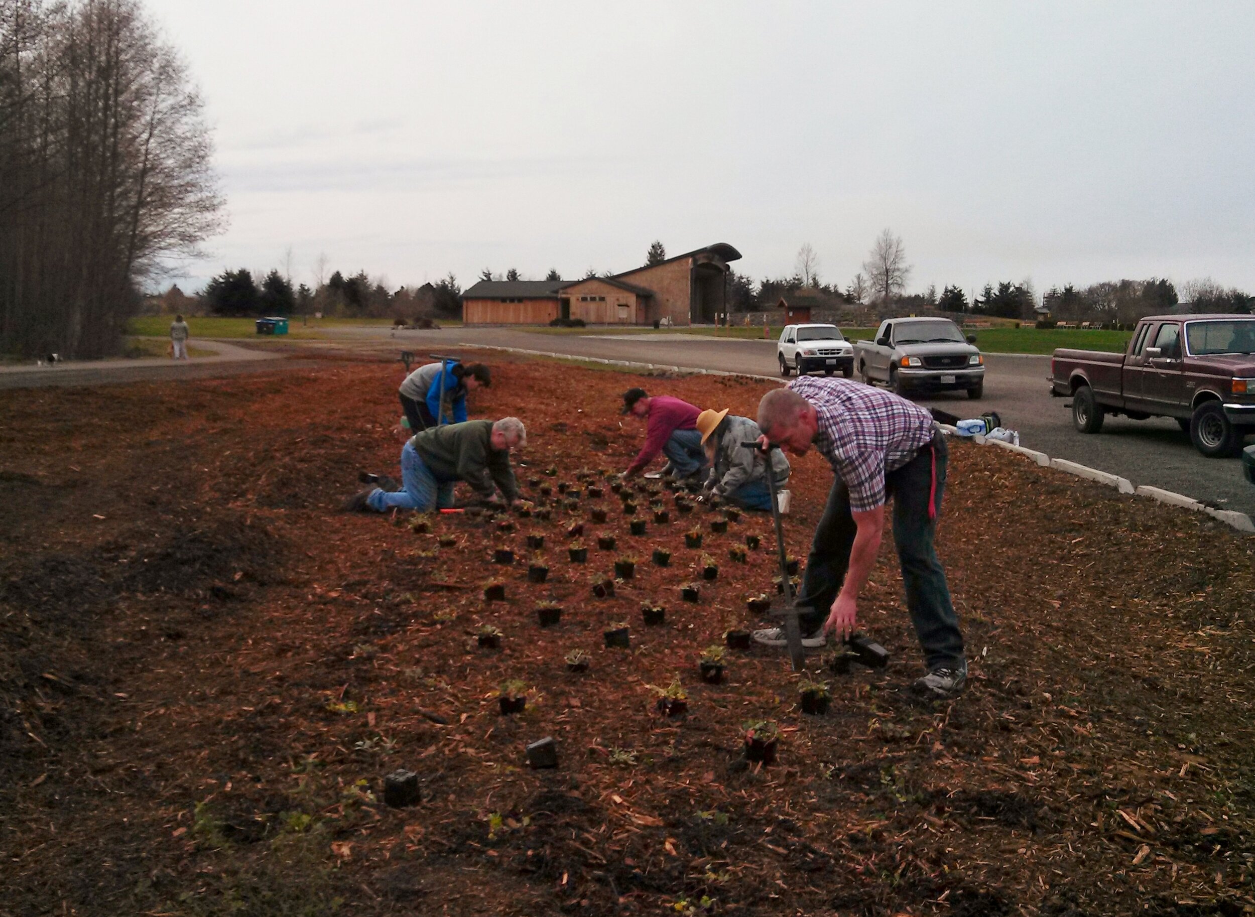 Planting Coastal Strawberry, 2013