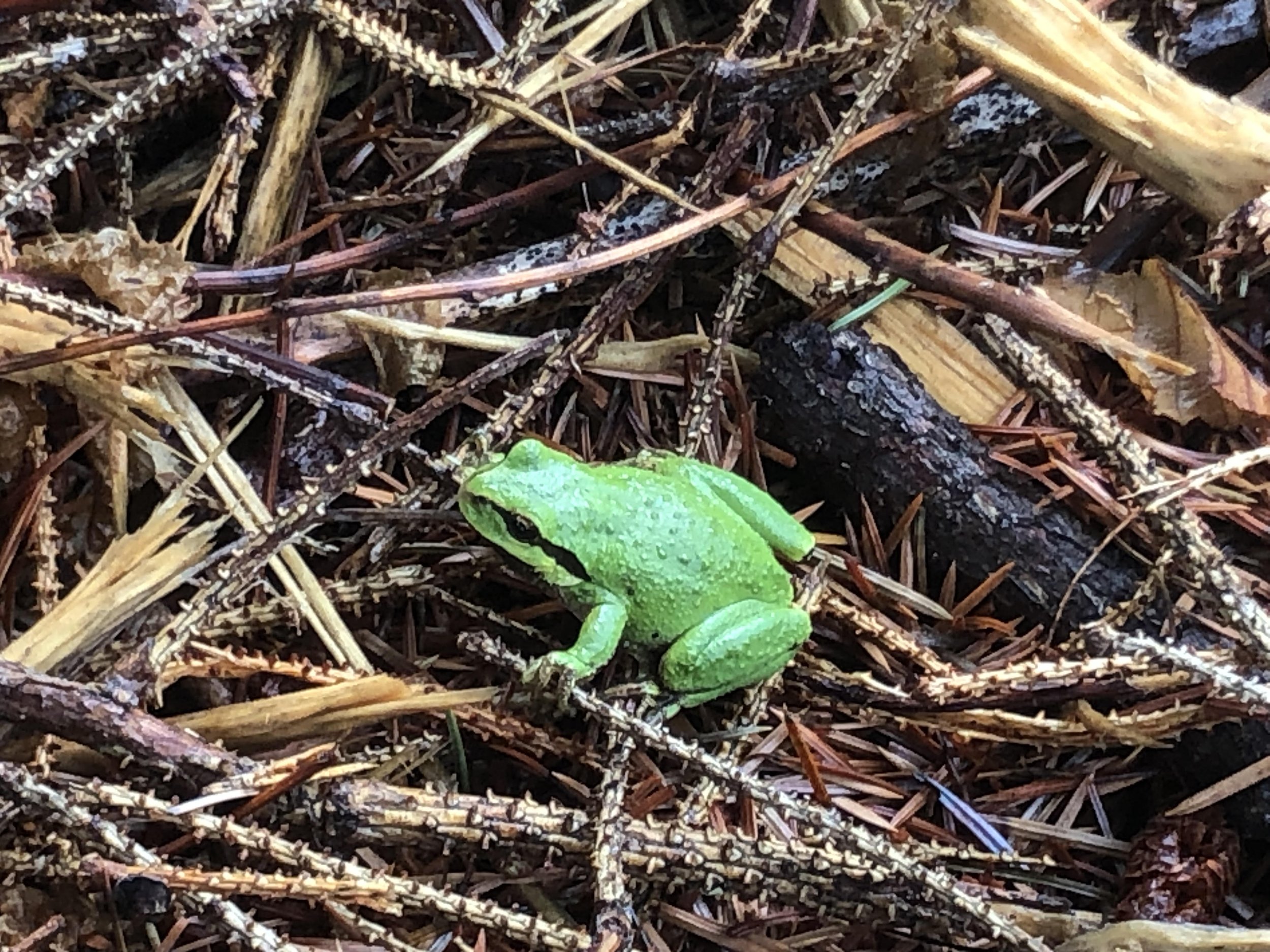Green tree frog.jpg