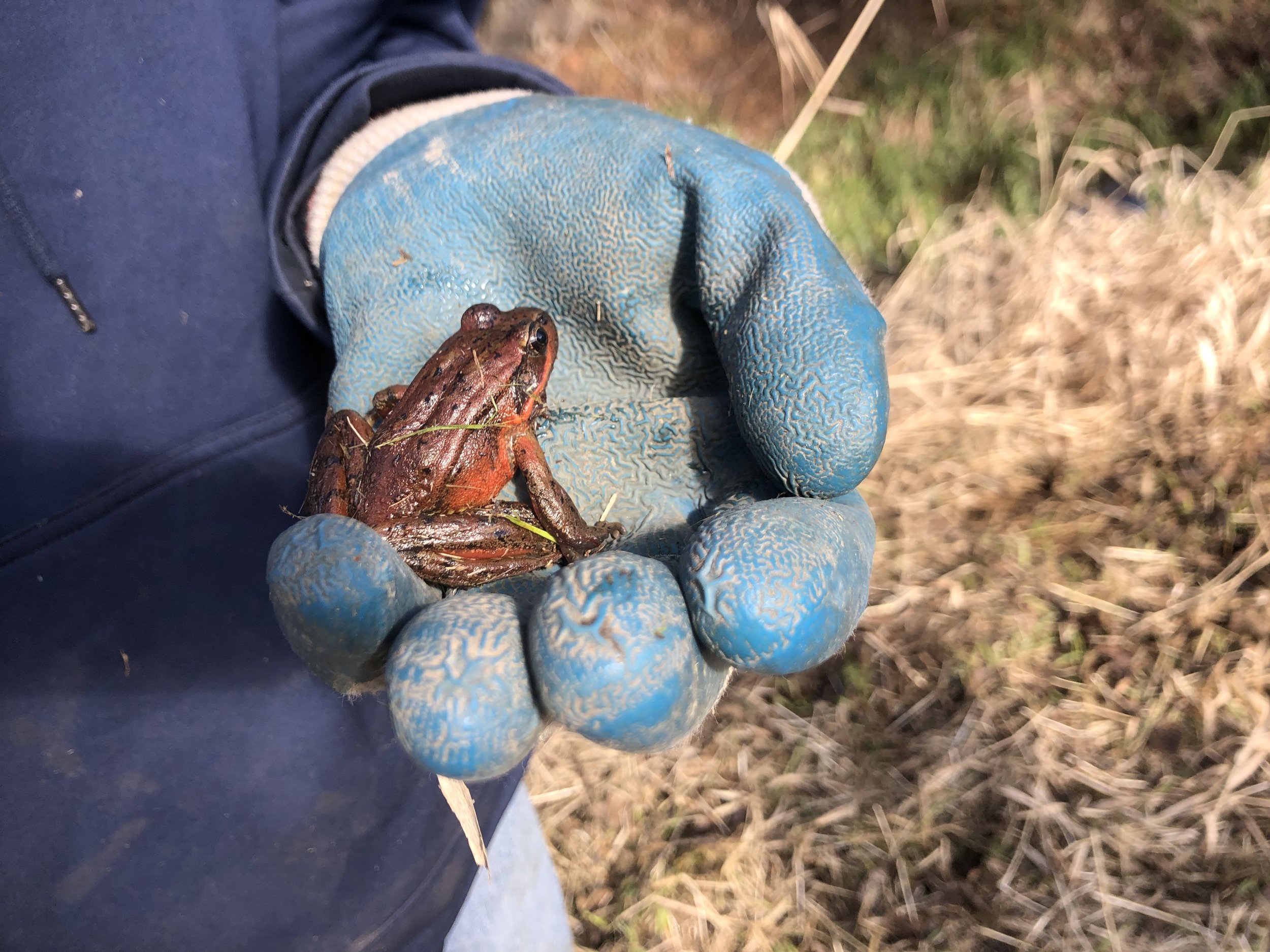 red-legged tree frog.jpg