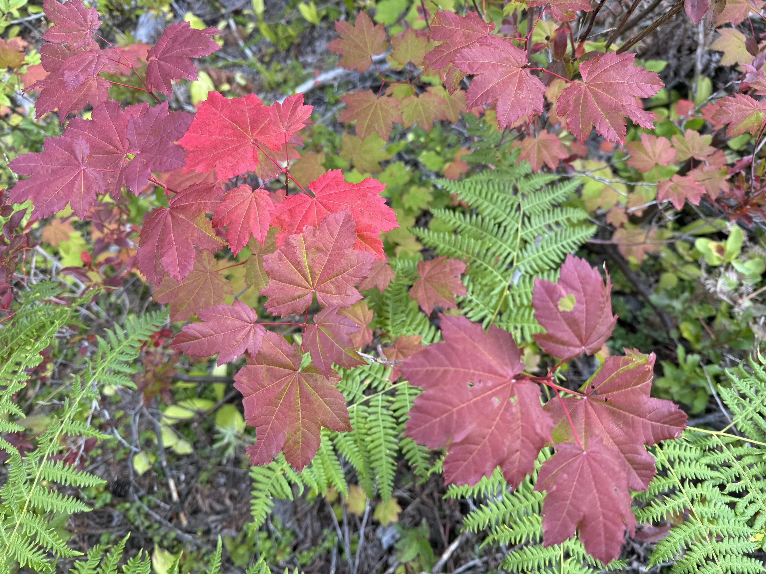 Vine maple_.jpg