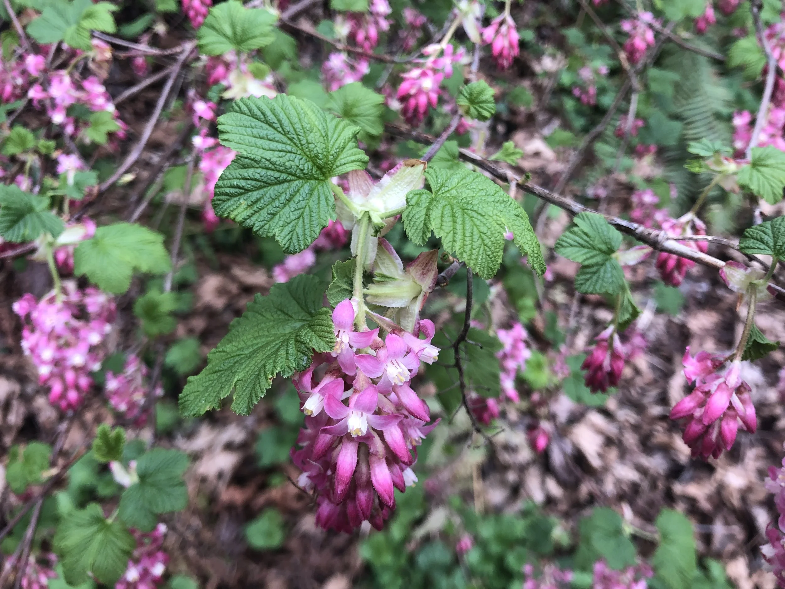 red flowering currant.jpg