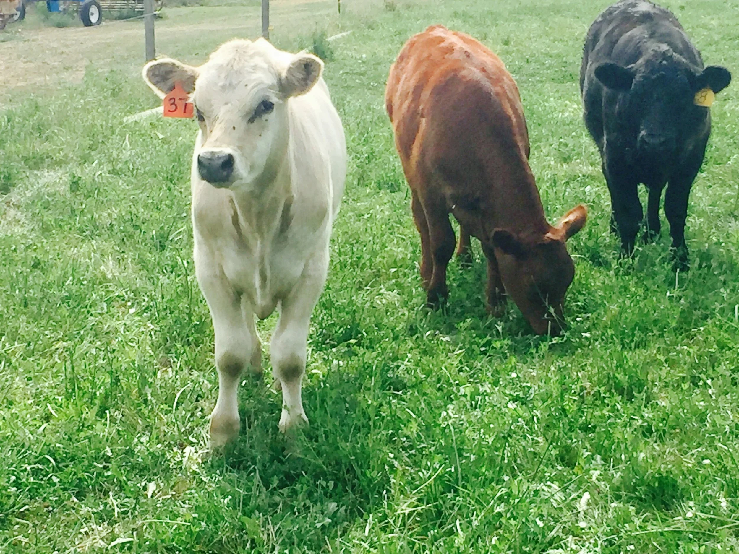 Three Calves.jpg