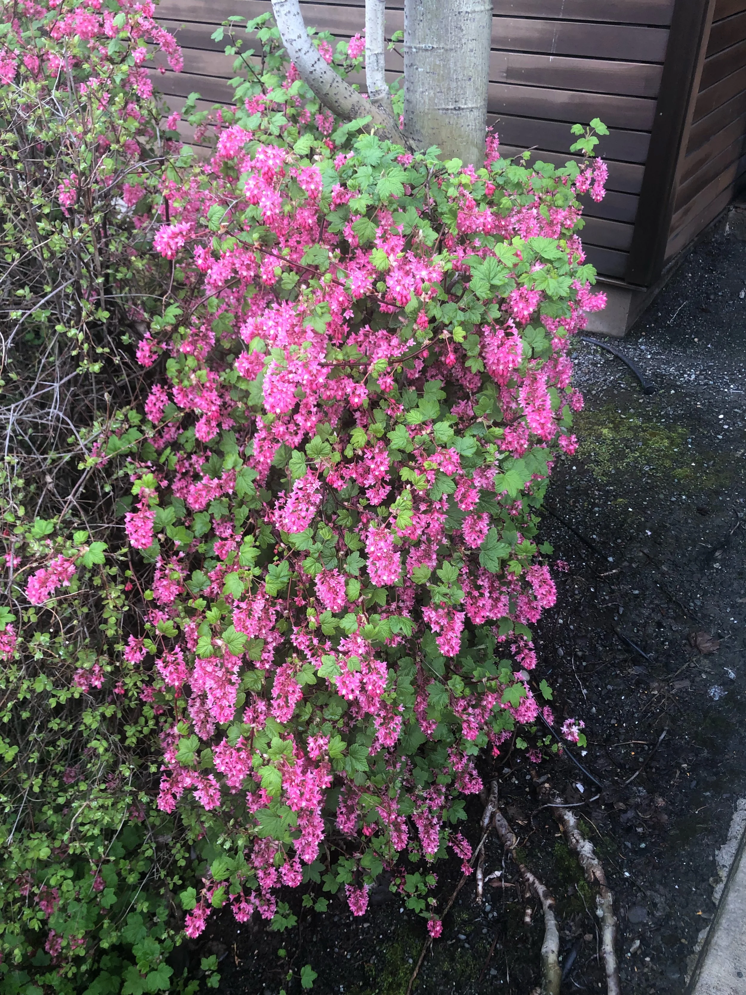 red-flowering currant (Kevin Merrigan).jpg