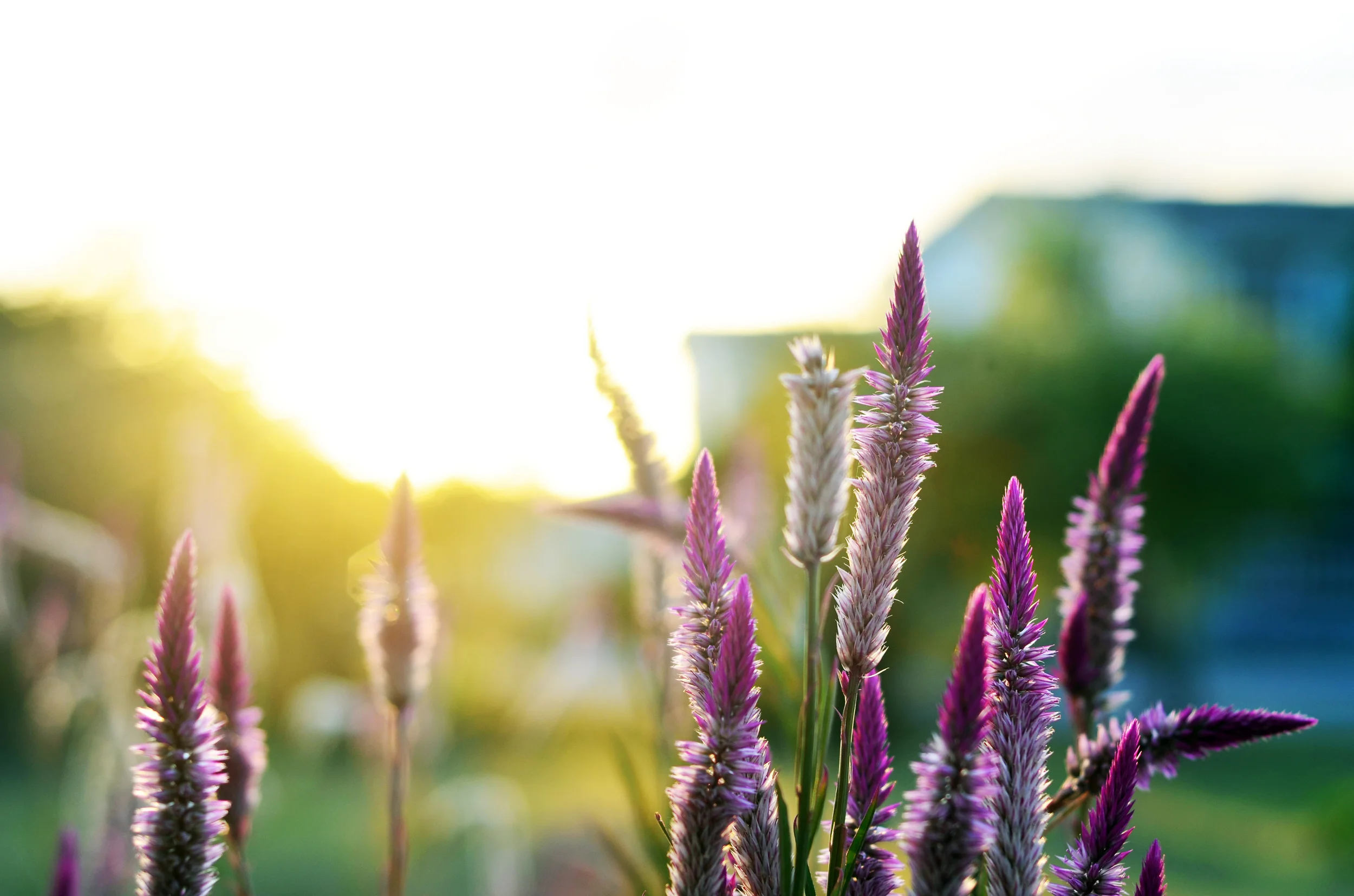 Celosia or Cockscomb.JPG