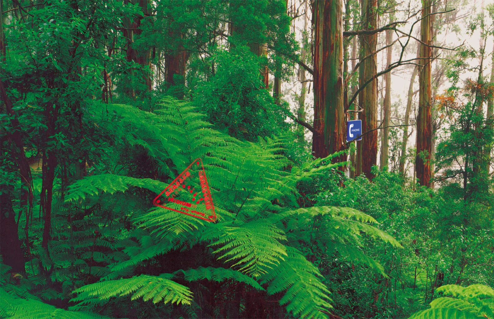 18-AD-Rainforest.jpg