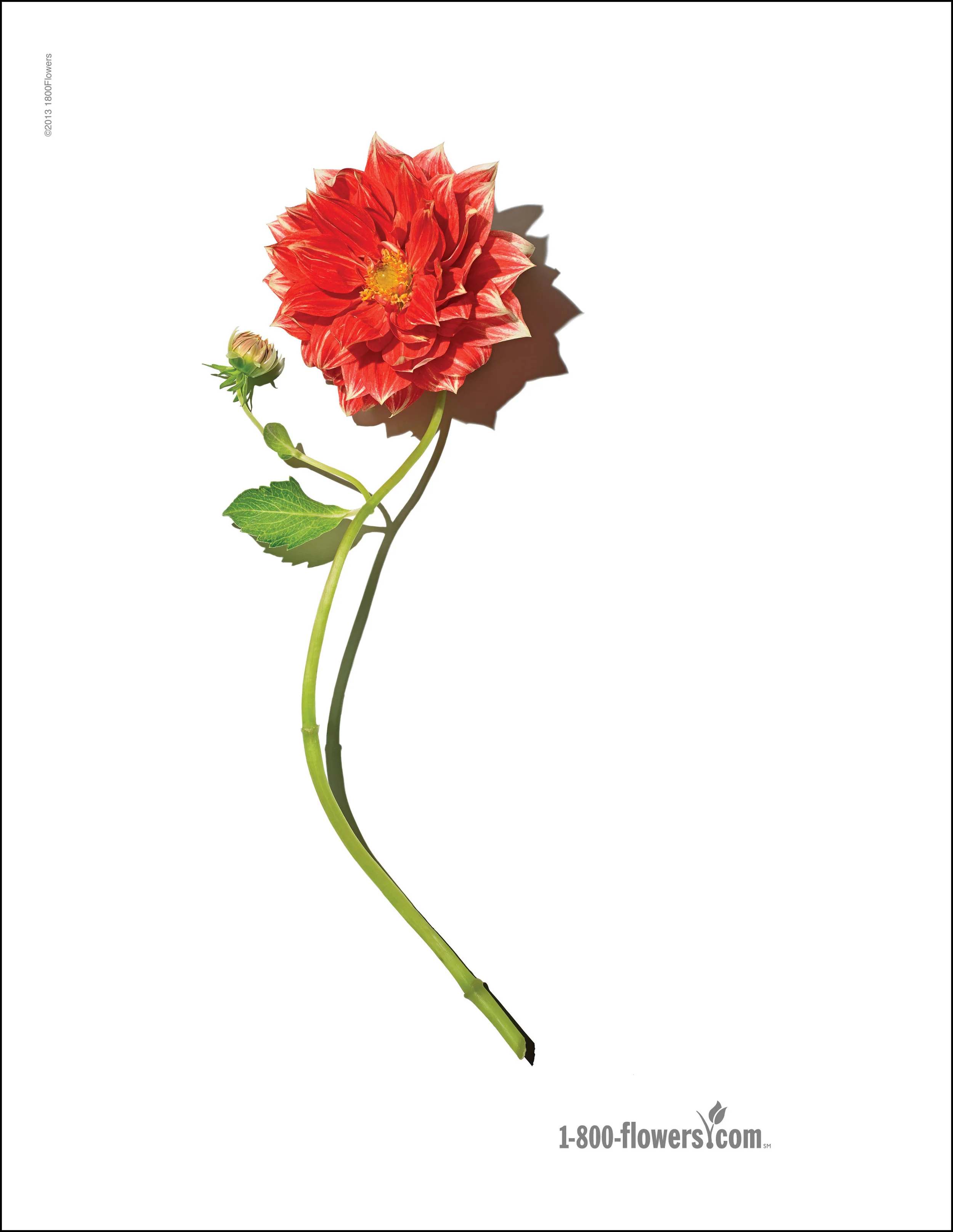 1800flowers-New-Layout2.jpg
