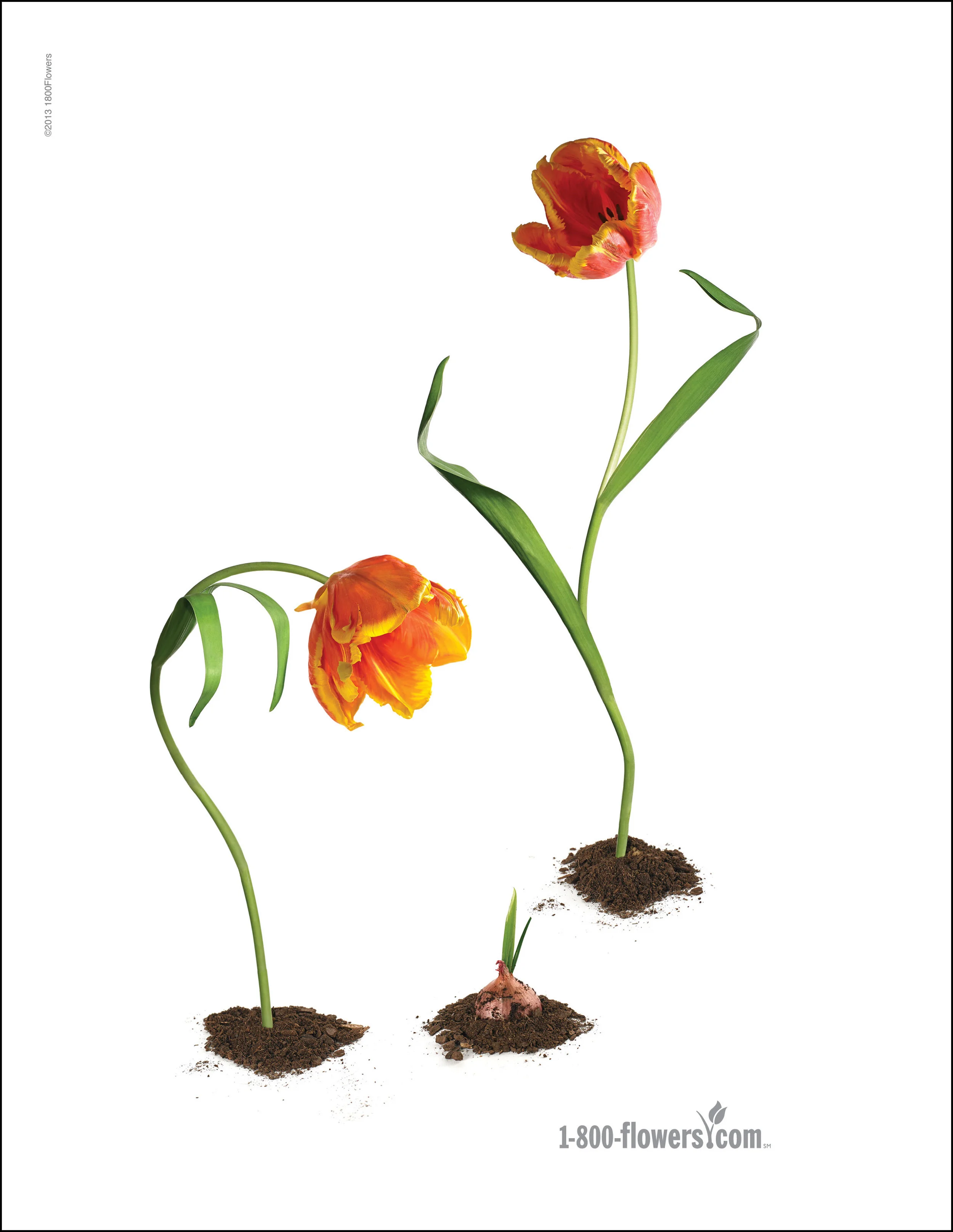 1800flowers-New-Layout.jpg